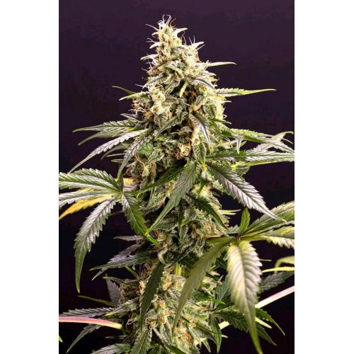 HUMBOLDT SEEDS - CHEM BOMB AUTO - 5 SEMI