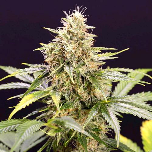 HUMBOLDT SEEDS - CHOCOLATE MINT OG AUTO - 10 SEMI