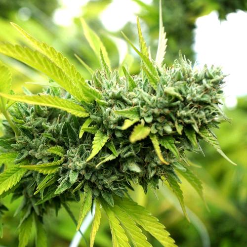 HUMBOLDT SEEDS - MANGO OG AUTO - 3 SEMI