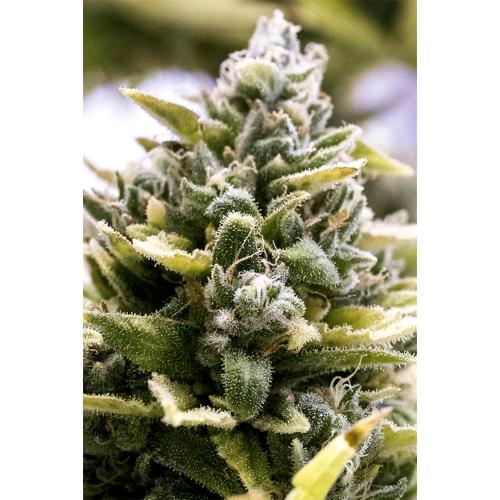 HUMBOLDT SEEDS - OG KUSH AUTO - 5 SEMI
