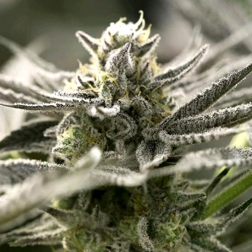 HUMBOLDT SEEDS - OGKZ AUTO - 10 SEMI