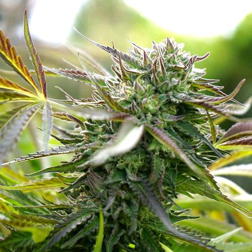 HUMBOLDT SEEDS - PINEAPPLE CHEM AUTO - 5 SEMI