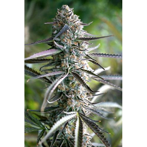 HUMBOLDT SEEDS - PINEAPPLE CHEM AUTO - 10 SEMI