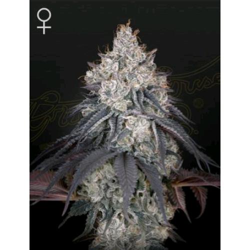 GREEN HOUSE - LEMON ORANGE FEM - 5 SEMI