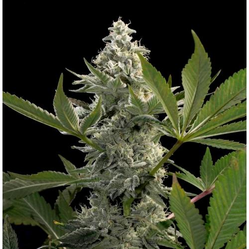 PARADISE SEEDS - GLOW STARZ FEM - 50 SEMI