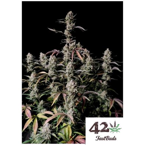 FAST BUDS - GORILLA ZKITTLEZ AUTO - 3 SEMI