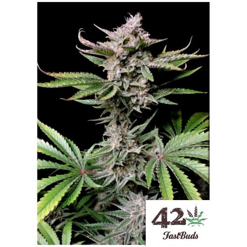 FAST BUDS - CHERRY COLA AUTO - 2 SEMI