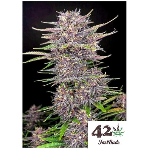 FAST BUDS - BANANA PURPLE PUNCH AUTO - 10 SEMI