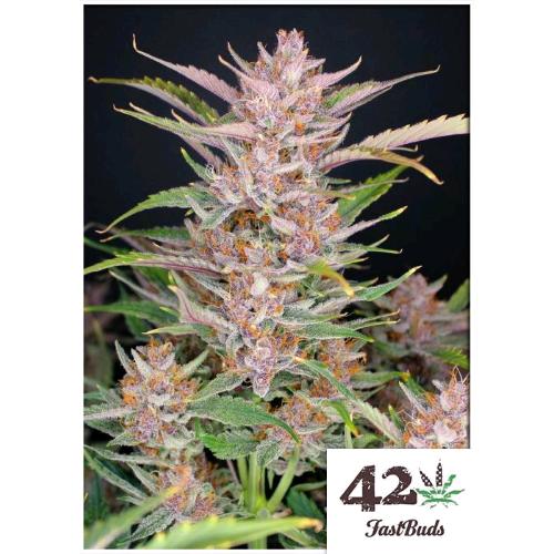 FAST BUDS - GORILLA PUNCH AUTO - 3 SEMI