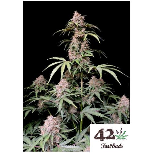 FAST BUDS - AMNESIA ZKITTLEZ AUTO - 10 SEMI