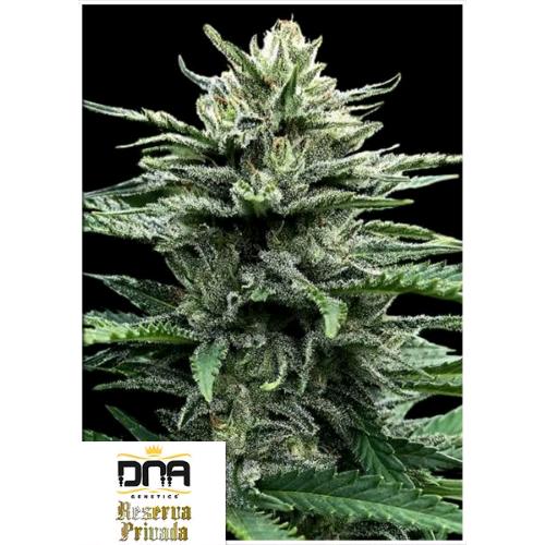DNA GENETICS - STRAWBERRY BANANA AUTO - 10 SEMI