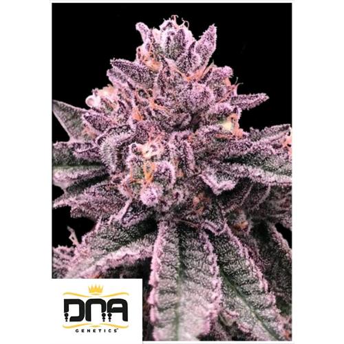 DNA GENETICS - DNA CAKE FEM - 5 SEMI