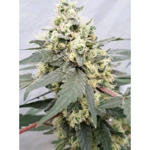 PARADISE SEEDS - LEMONADE AUTO - 50 SEMI