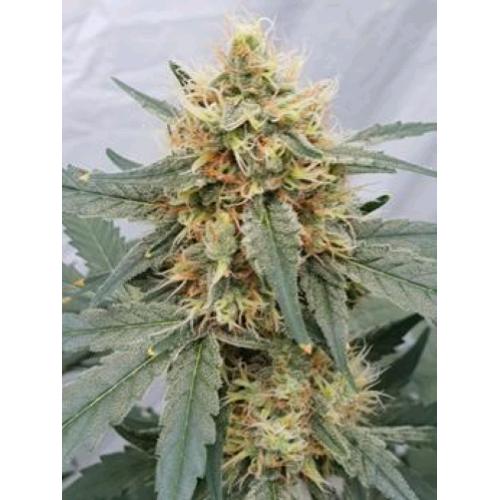 PARADISE SEEDS - STROMBOLI AUTO - 50 SEMI