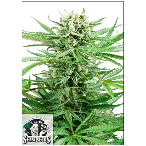 SENSI SEEDS - PAPI CHULO OG FEM - 3 SEMI