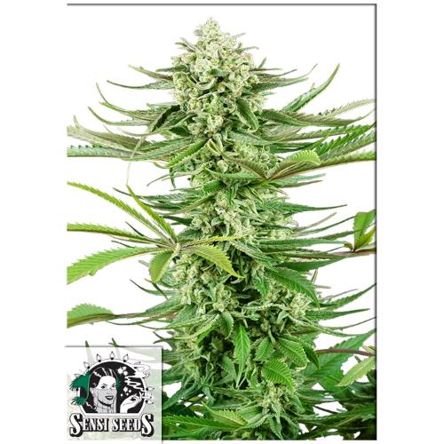 SENSI SEEDS - CASHEW KUSH FEM - 5 SEMI