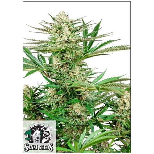 SENSI SEEDS - MALIBU OG GOLD FEM - 3 SEMI