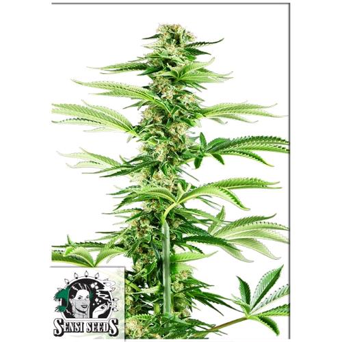 SENSI SEEDS - HONEY MELON HAZE FEM - 3 SEMI