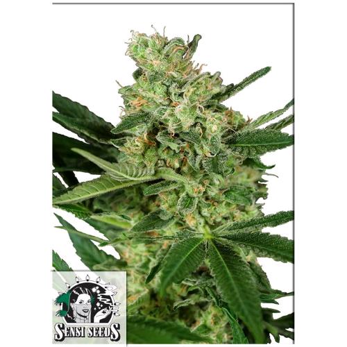 SENSI SEEDS - PUMPKIN SPICE FEM - 3 SEMI