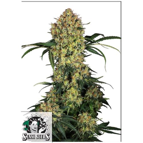SENSI SEEDS - ALOHA OG FEM - 10 SEMI
