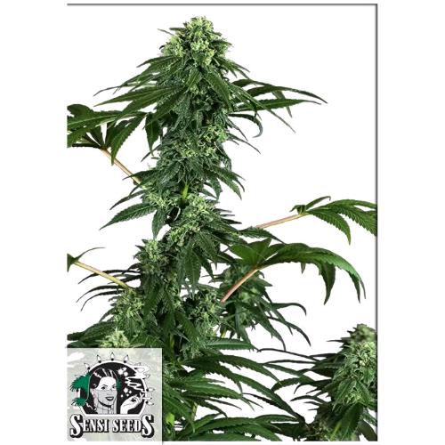 FINO A ESAURIMENTO SCORTE  SENSI SEEDS - 420 PUNCH FEM - 3 SEMI