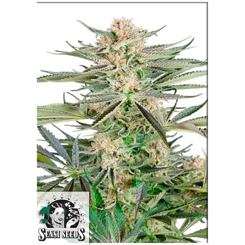 SENSI SEEDS - SCREWDRIVER OG FEM - 3 SEMI