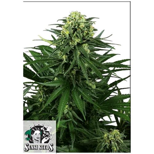 SENSI SEEDS - HONEY MELON KUSH FEM - 5 SEMI