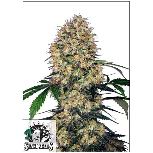 SENSI SEEDS - SENSI AMNESIA XXL AUTO - 5 SEMI