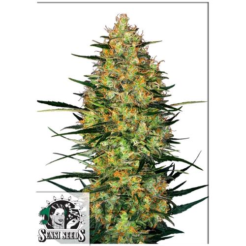 SENSI SEEDS - CARAMELLOW KUSH AUTO - 3 SEMI