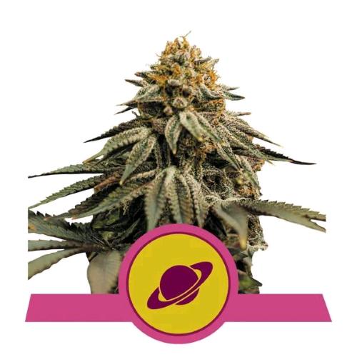 ROYAL QUEEN SEEDS - ROYAL SKYWALKER FEM - 5 SEMI - USA PREMIUM