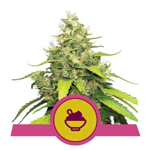 ROYAL QUEEN SEEDS - BLUE GELATO FEM - 5 SEMI - USA PREMIUM
