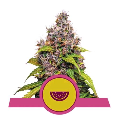ROYAL QUEEN SEEDS - WATERMELON FEM - 10 SEMI - USA PREMIUM