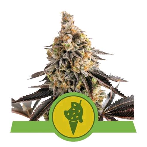 ROYAL QUEEN SEEDS - COOKIES GELATO AUTO - 10 SEMI - USA PREMIUM