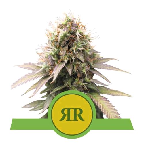 ROYAL QUEEN SEEDS - ROYAL RUNTZ AUTO - 10 SEMI - USA PREMIUM