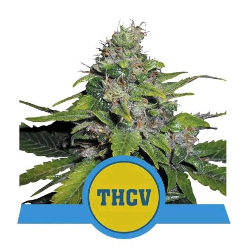 ROYAL QUEEN SEEDS - ROYAL THCV - FEM CBD - 5 SEMI
