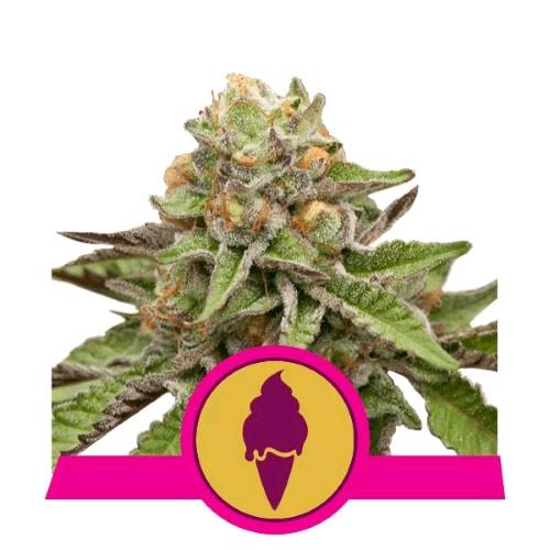 ROYAL QUEEN SEEDS - GREEN GELATO FEM - 25 SEMI - USA PREMIUM