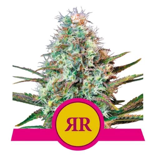 ROYAL QUEEN SEEDS - ROYAL RUNTZ  FEM - 5 SEMI - USA PREMIUM