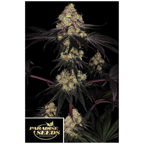 PARADISE SEEDS - SUNSET PARADISE FEM - 3 SEMI