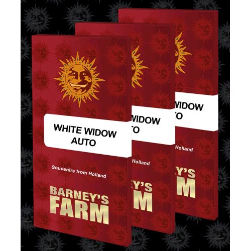BARNEY'S FARM - WHITE WIDOW XXL AUTO - 1 SEME