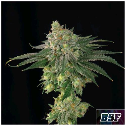 BSF - LEBRON HAZE FEM - 7 SEMI