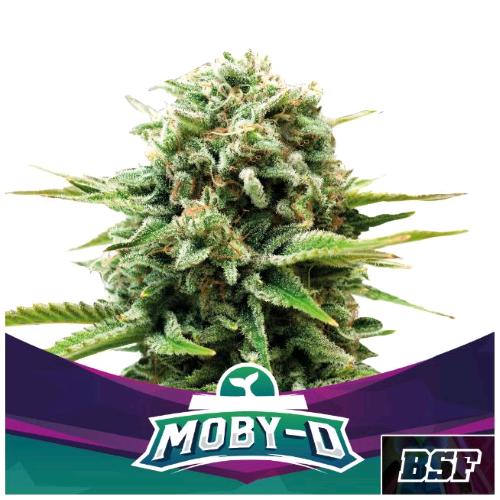 BSF - MOBY-D FEM - 12 SEMI
