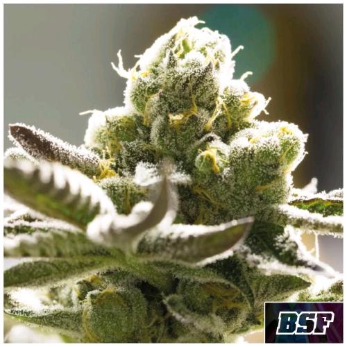 BSF - ORANGE BLOSSOM FEM - 7 SEMI