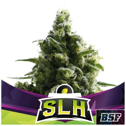 BSF - SLH FEM - 4 SEMI