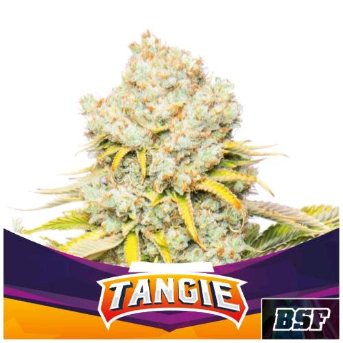 BSF - TANGIE FEM - 4 SEMI