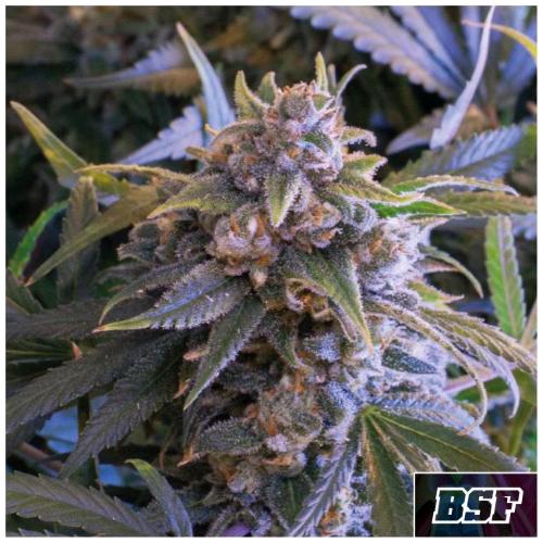 BSF - PINEAPPLE LARRY OG FEM - 7 SEMI