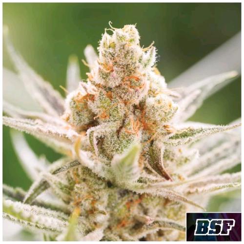 BSF - RAINBOWS FEM - 2 SEMI