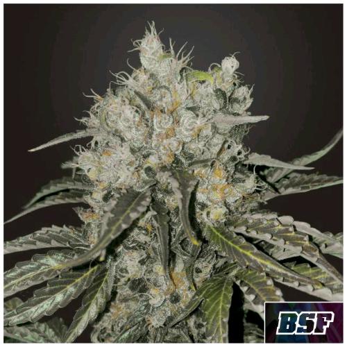 BSF - DOUBLE COOKIES FEM - 4 SEMI