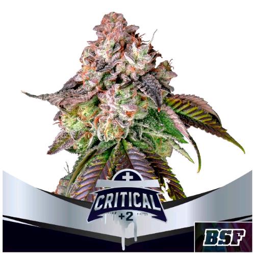 BSF - CRITICAL +2 FEM - 12 SEMI
