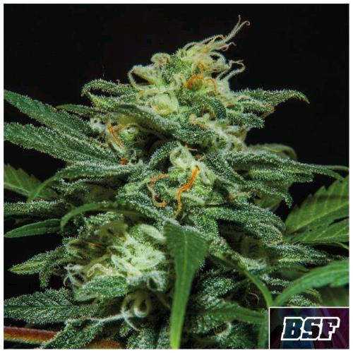 BSF - LEBRON HAZE AUTO - 12 SEMI