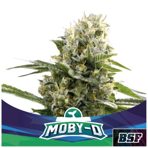 BSF - MOBY-D XXL AUTO - 7 SEMI
